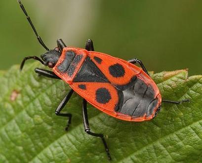 urson kanadský (Erethizon dorsatum): nebezpečné ostny, mává ocasem, cvaká