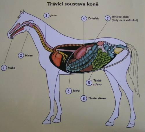 skupiny B. Hrubé črevo tvorí 65 % celého tráviaceho traktu a u dospelého koňa s hmotnosťou 500 kg má objem 65-75 l. (www.equiweb.