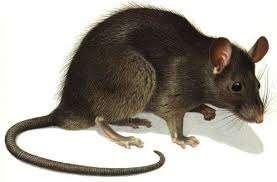 potkan: zavalitější než krysa, délka hlavy a trupu 18-26 cm, váha