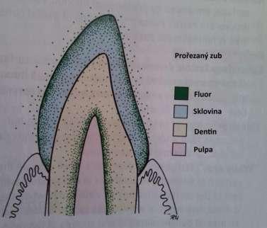 5.4 Afinita k tvrdým zubním tkáním Fluoridy jsou zabudovávány hlavně do krystalové mřížky hydroxyapatitu.