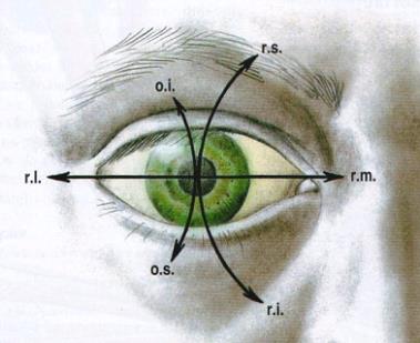 OFT Strana 4 m. rectus medialis m. rectus lateralis musculi obliqui sa upínajú do skléry v zadnej polovici oka m.