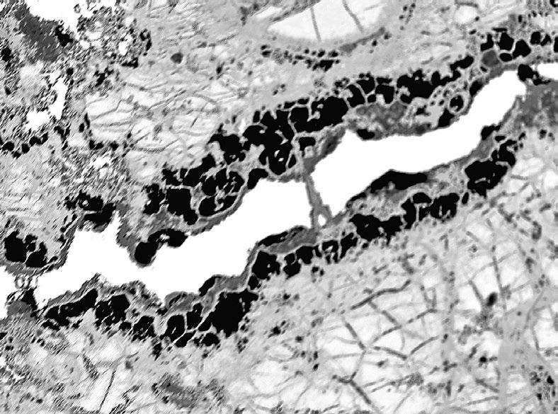 šířka záběru 1.6 mm, BSE foto V. Šrein. paleozoika směrem k JV. Značná část svatavského krystalinika byla v dosahu kontaktní metamorfózy karlovarského plutonu (Mísař et al. 1983).