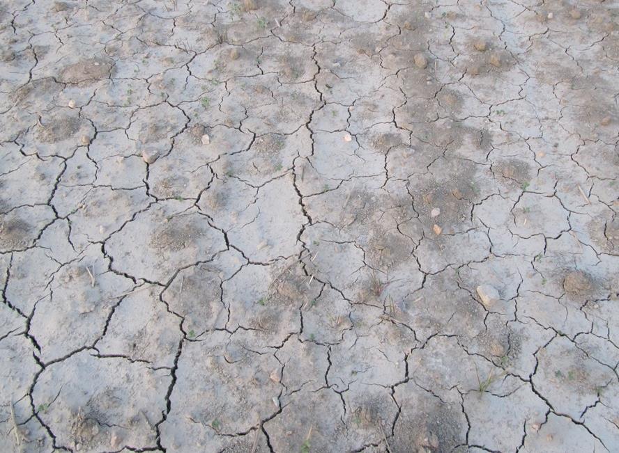 Obr. 4: Poškozená povrchová struktura půdy se zasetou řepkou po srážkách Hnojení řepky a aplikace dusíku na podporu rozkladu slámy Předseťové hnojení P, K, Mg apod.