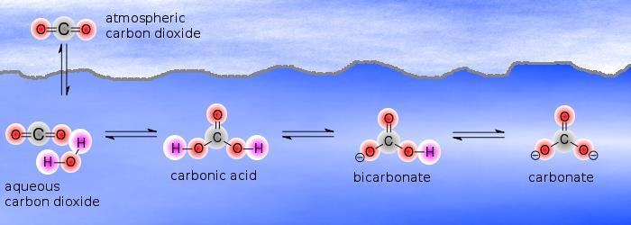 CO 2(aq) CO 2 +H 2 CO 3 rovnovážný