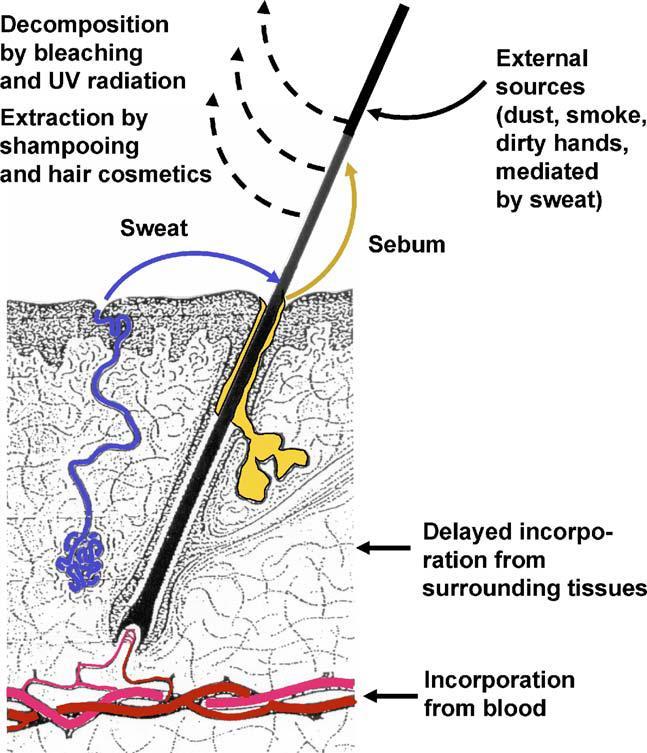 VLASY Vlasy stabilní materiál Chronický abúzus drog v určitém časovém intervalu Patologické nálezy např.