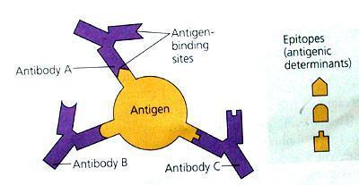 Antigen a různé epitopy s navázanými