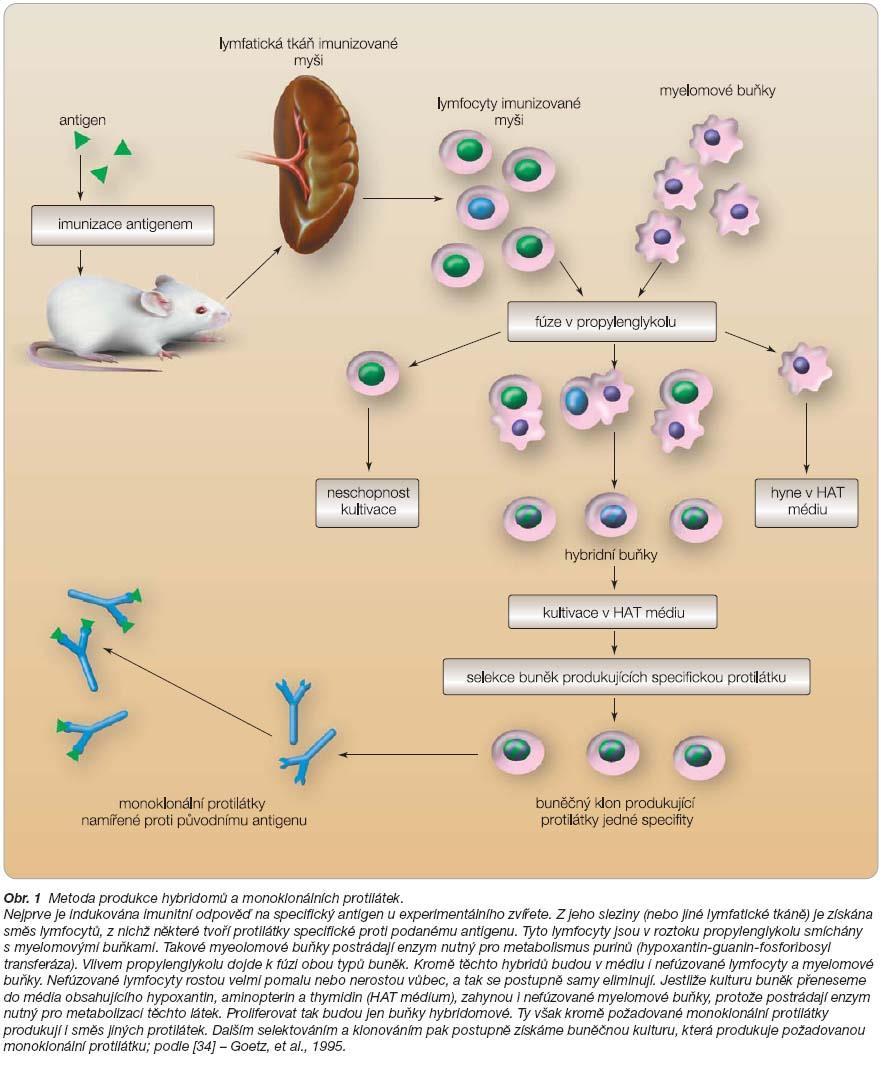 Monoklonální protilátky Postrádají enzym nutný pro metabolismus purinů: Hypoxantin-guanin-fosforibosyl transferáza HAT hypoxantin, aminopterin, thimidin Goetz, et al.