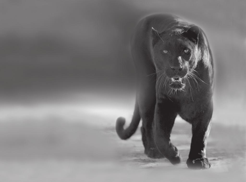 Panther