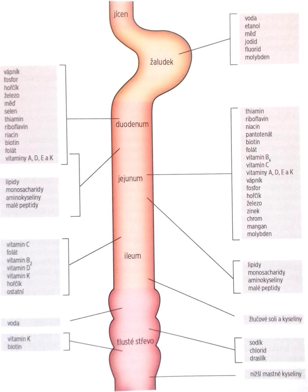 Dle: M. Oliverius, P. Kohout et al.