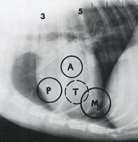 Puncta maxima