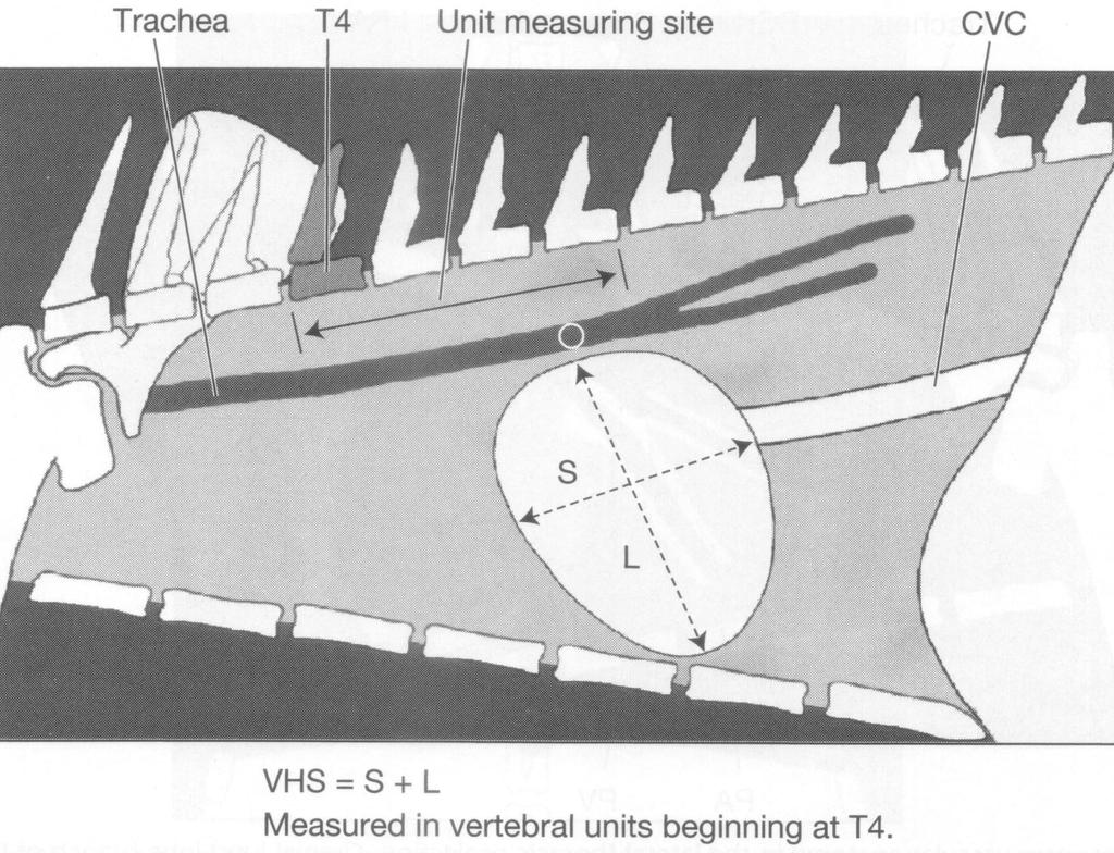 Určení velikosti srdečního stínu Trachea Th4 Místo měření jednotek