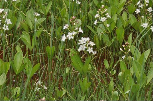 V porostech suchopýru úzkolistého (Eriophorum angustifolium) se vzácně objevuje i suchopýr štíhlý (Eriophorum gracile), třtina nachová(calamagrostis purpurea) a suchopýrek alpský (Trichophorum