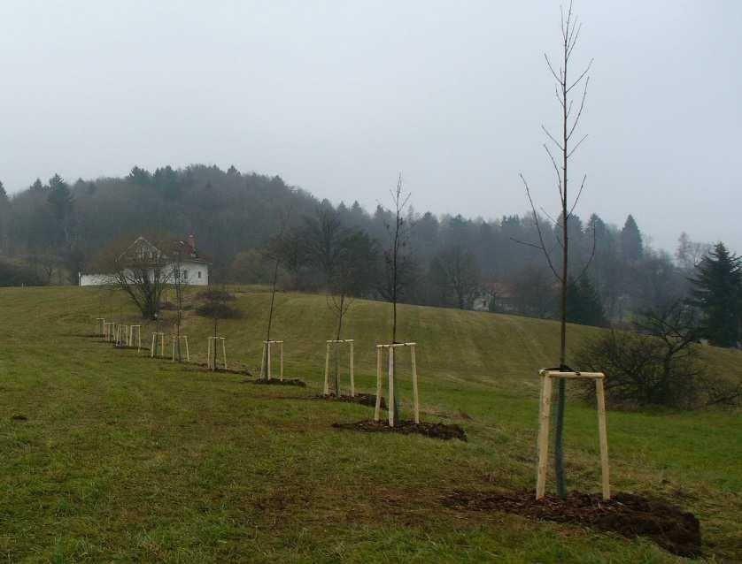 dřeviny a ovocné dřeviny Ovocnými dřevinami se rozumí druhy a odrůdy pěstované v podmínkách ČR minimálně stovky let, seznam uveden ve standardu SPPK C02 003 Funkční