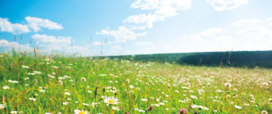 NATURA Travní směs Kvetoucí louka Představuje travní směs pro