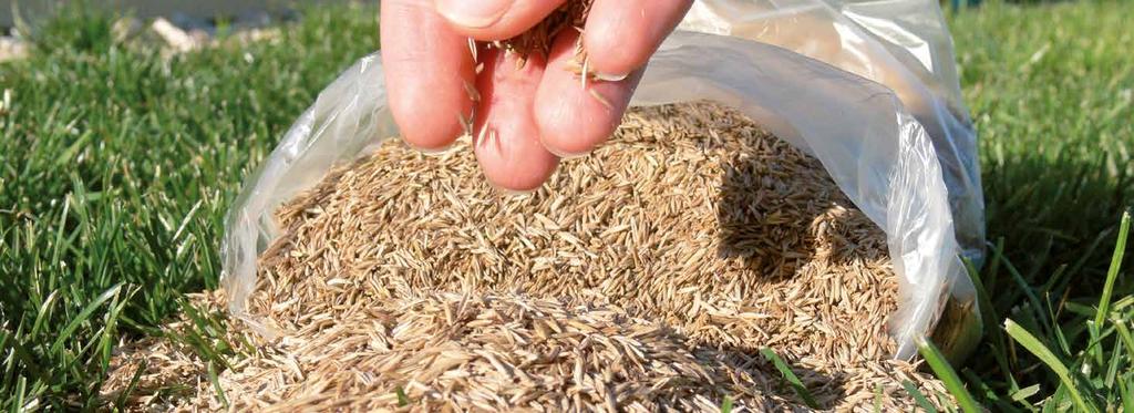 Doporučená dávka travního osiva při výsevu 0,5 kg se zeolitem 25 m 2 1 kg 40 m 2 2