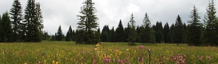 SPRÁVA NÁRODNÍHO PARKU ŠUMAVA SRPEN 2018 1. 8.