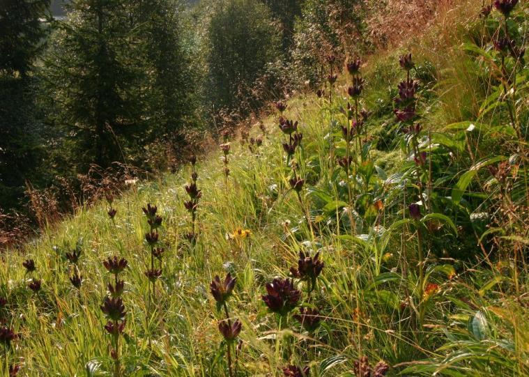 9. 8. VÝPRAVA ZA LESNÍM HMYZEM 10.00-12.00 Místo: SEV Horská Kvilda Výprava za lesním hmyzem do okolí Horské Kvildy. Vhodné i pro děti.