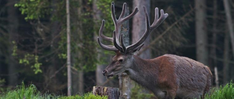 vytvořené obrázky. Cena: 50 Kč 20. 6. STŘEDEČNÍ VEČERY NA ŠUMAVĚ MNOHONOŽKY A STONOŽKY ŠUMAVSKÝCH PRALESŮ 16.00 Místo: IS Kvilda Proč jsou pro les důležité mnohonožky a stonožky? Jaký mají význam?