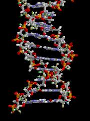 1.1.1 Monomer a polymer Monomer molekula, která má schopnost se za vhodných podmínek spojovat v makromolekuly Monomer skládá se většinou z