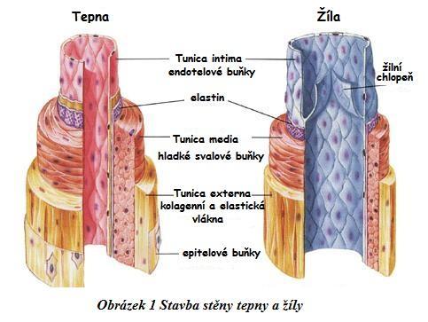 Tepny i cévy jsou potaţeny zevní ochrannou vrstvou. Avšak jejich vnitřní stavba je velice rozdílná (viz obrázek č. 1) Stěna tepny má čtyři vrstvy a uvnitř se nachází tzv. lumen, kterým proudí krev.