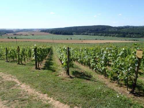 V době Rakousko-Uherska vstoupil v platnost v roce 1907 historicky první vinařský zákon, který upravoval obchod s vínem, vinným moštem a vinným rmutem v Čechách a na Moravě.