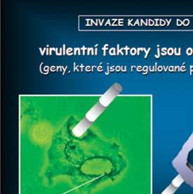 EURO MEDIKAMENTY Vaginální výplach význam v terapii a intimní hygieně MUDr. Berenika Baráni Gynekol