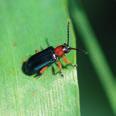 Insekticidy Biscaya