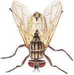 Quick Bayt Spray Účinná látka: imidacloprid 100 g/kg cis-tricos-9-en 1 g/kg Insekticidní nástraha ve formě granulí určená k hubení mouchy domácí v objektech živočišné výroby.