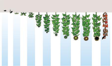 Slunečnice - systém ošetření Postemergentní ochrana proti plevelům Spektrum plevelů Herbicid a dávka na ha Poznámka Chundelka metlice, lipnice roční, psárka polní + laskavce, merlíky, lebedy,