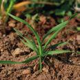 Herbicidy Adengo...96 Atlantis OD...99 Attribut SG 70.