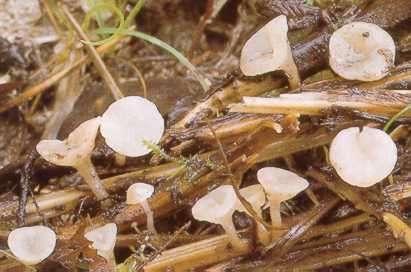 apothecia Leotia lubrica (patyčka rosolovitá) stopkatá