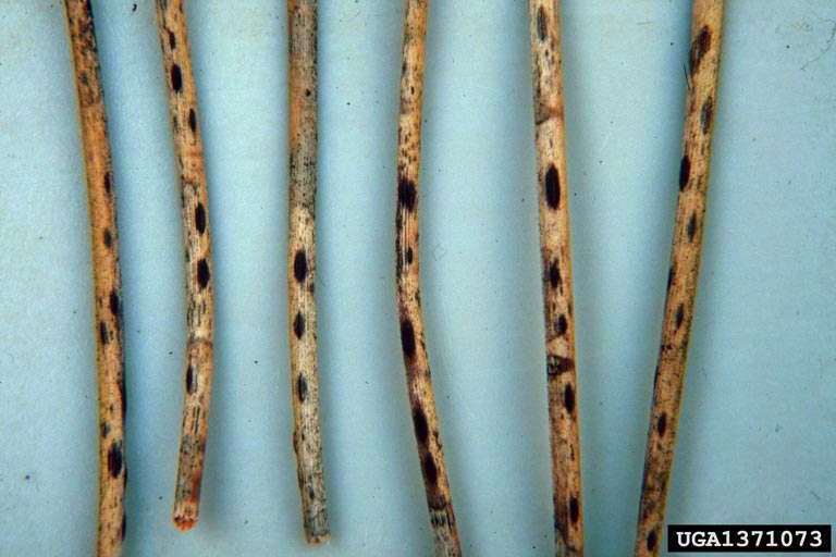 unitunikátní, inoperkulátní, spory vystřelovány Lophodermium pinastri (sypavka borová) černá stromata s