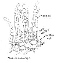 buněk nepohlavní rozmnožování - tvorba oidií (podle anamorfního rodu Oidium) arthrokonidie zvláštního