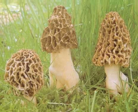 jamkatý, výborné jedlé houby