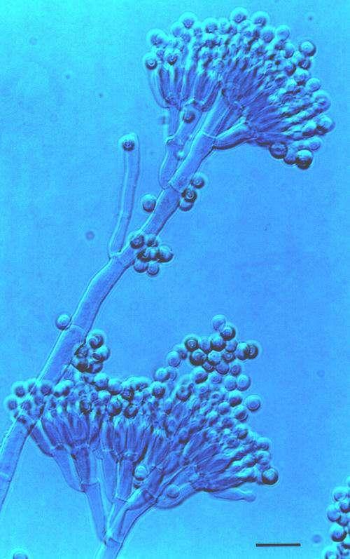 Penicillium chrysogenum Aspergillus - kropidlák