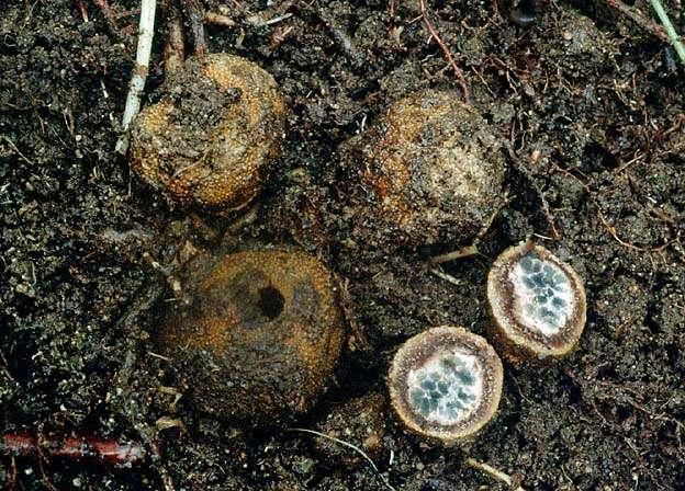 Elaphomyces - jelenka čeleď Elaphomycetaceae byla některými autory povýšena (pro předpokládanou příbuznost s