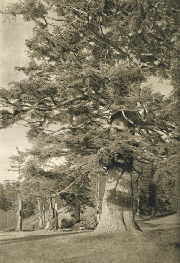 Stejně jako mnoho organismů, které tu byly doma ještě docela nedávno. Nakladatelství Orbis n.p., Praha Obrázek 6 (dole).