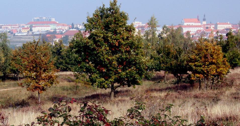 Obrázek 12. Expanze stromů na bývalé bezlesí na Kraví Hoře u Znojma proběhla nedávno, jak naznačují útlé kmeny stromů.