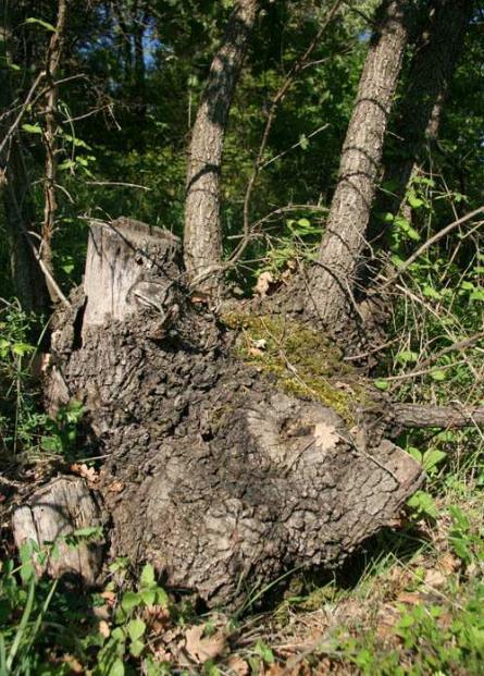 přítomnost velkého počtu pařezů nabízí mnoha druhům vhodný úkryt. Pařezové hlavy ostatně nabízejí úkryty i ještěrkám a hadům.
