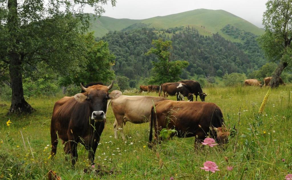 Obrázek 26. Velcí herbivoři - na svazích Malého Kavkazu především krávy a koně - dokáží udržet řídké lesy a bezlesí i ve velmi vlhkém klimatu. Foto: L.