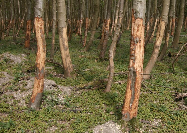 Obrázek 28. Velcí herbivoři v dobách nedostatku lepší potravy ohryzávají kůru dřevin.