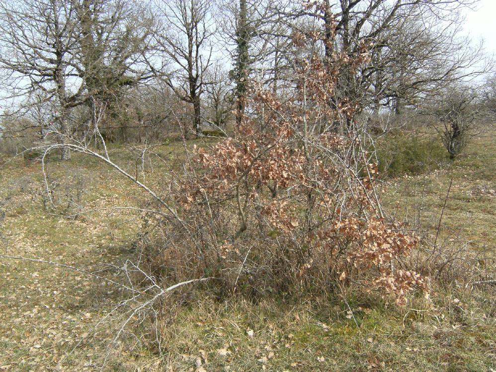 Aby porost zůstal otevřený, ale zároveň nabízel dostatek volně rostoucích stromů i v budoucnu, je potřeba obnovu mladých stromů pečlivě pozorovat.