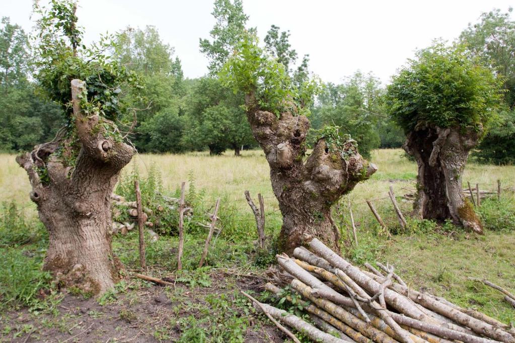 ořezem starých stromů a prodloužením jejich věku, nebo ořezem a výchovou mladších stromů. Ořezávání stromů má tedy důležitou roli při obnově biologicky cenných světlých lesů v chráněných územích.