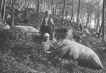 4.4. HRABÁNÍ STELIVA 4.4.1. Hrabání a sklízení lesního opadu Středoevropské lesy byly intenzivně využívány po celá staletí a to nejen k těžbě dřeva formou pařezení (kap. 4.1.) a pastvě dobytka (kap.