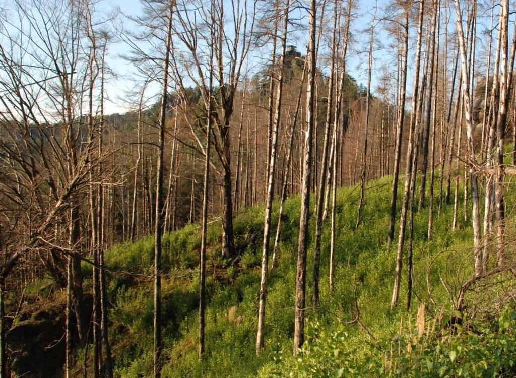 ve vypalovaných lesích zmlazoval předpisově s téměř 5000 stromky (= saplings) na hektar (Ziobro et al. 2016 ).