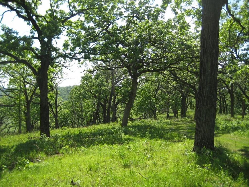 Obrázek 44. Otevřený porost dubové savany (s dubem velkoplodým, Querqus macrocarpa) ve státě Wisconsin, USA.