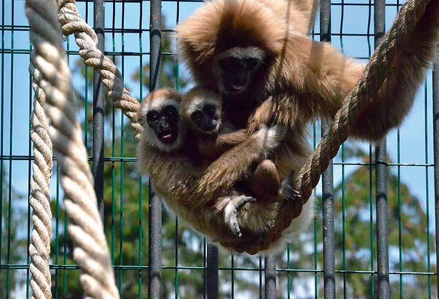 Tip na zážitek Necelé 4 km od Borovan směrem na Trhové Sviny navštivte ZOO Dvorec,