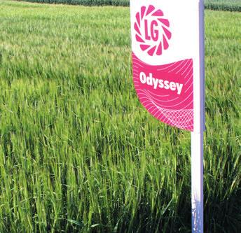 Odyssey novinka preferovaná a nakupovaná sladovnícka odroda odroda s výberovou sladovníckou kvalitou je zaradená na zelenej lis ne v spoločnos Heineken pre regióny strednej a východnej Európy a Veľká