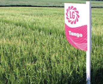 Tango novinka Agronomické vlastnos odroda s veľmi dobrou odnožovacou schopnosťou stredne dlhé rastliny veľmi dobrá odolnosť pro poliehaniu Zdravotný stav odroda odolná pro múčnatke trávovej (gén mlo)