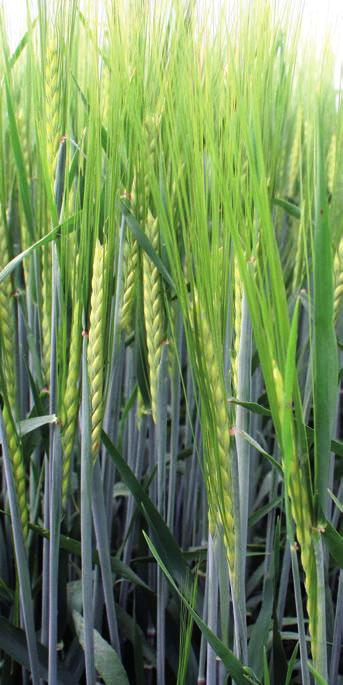 Ova on (LGB12-8317-A) novinka Výsledky a agrotechnika v pokusoch v roku 2017 Zemědělský výzkumný ústav Kroměříž, s.r.o. - medzinárodná súťaž pestovateľských technológií Limagrain Central Europe Cereals, s.